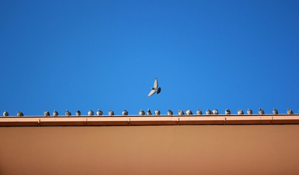 Pulizia Guano Piccione Monza